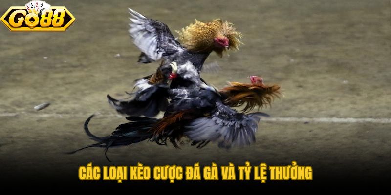 Tổng Quan Về Sảnh Đá Gà Go88